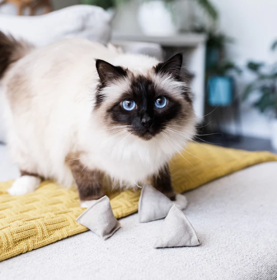 Alternative view of Catnip Pyramid Toy